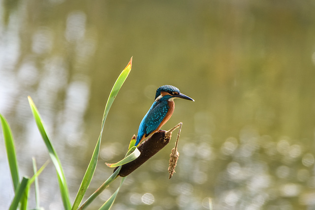 Eisvogel