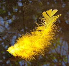 ... une plume dans mon jardin ...