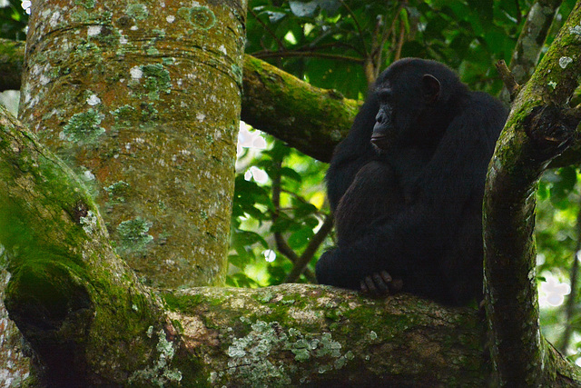 Uganda, Adult Male Chimpanzee in the Forest