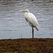 Great white egret