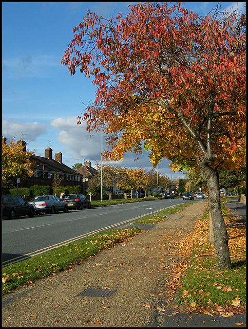 autumn trees on Marston Road