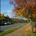 autumn trees on Marston Road
