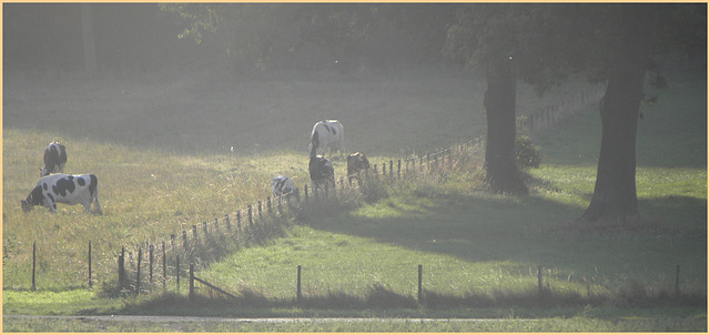 Classic Fence-in Haze