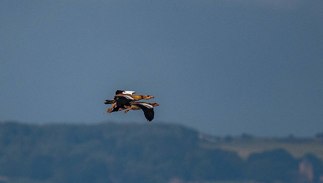 Egyptian geese in flight