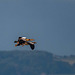 Egyptian geese in flight