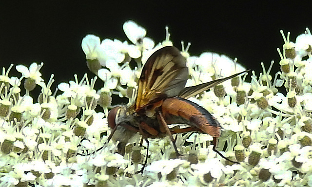 20210813 2413CPw [D~LIP] Breitflügelige Raupenfliege (Ectophasia crassipennis), Möhre (Daucus carota), Bad Salzuflen