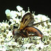 20210813 2413CPw [D~LIP] Breitflügelige Raupenfliege (Ectophasia crassipennis), Möhre (Daucus carota), Bad Salzuflen