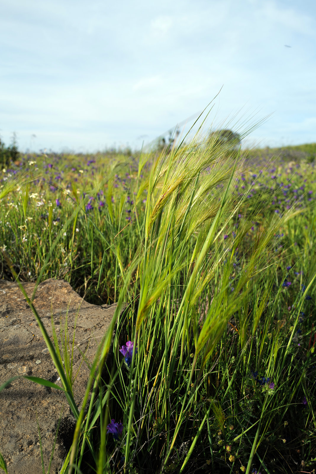 Hordeum jubatum dancing in the wind, Penedos