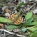 Painted lady territory !