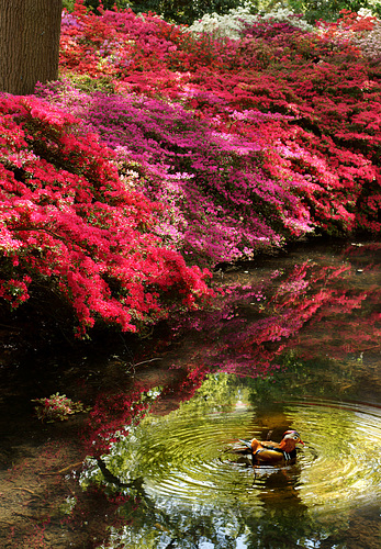 Isabella Plantation, 2012