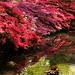 Isabella Plantation, 2012