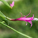 Disocactus biformis - 2015-04-10-b--D4_DSC0107