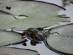 Vous avez dit grandes eaux ?