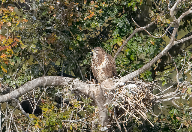 Long range Buzzard