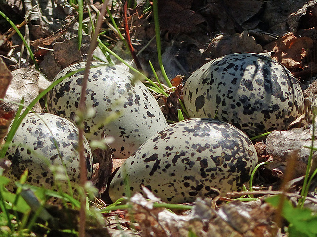 Killdeer 'nest' and eggs - a telemacro shot