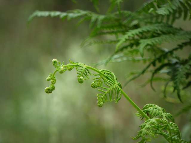 riccioli naturali