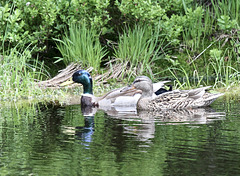 Stockentenpaar im Hochmoor