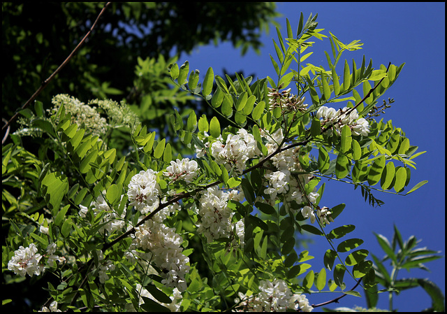 Robinia pseudoacacia (2)
