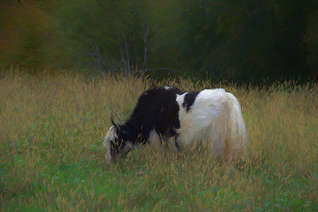 grazing yak