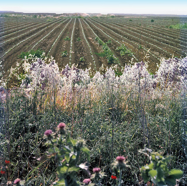 Agriculture in Kibutz Ga'ash in 1972