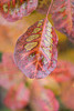 DSCF8546