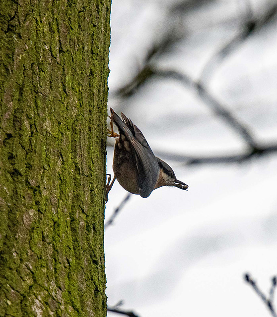 Nuthatch