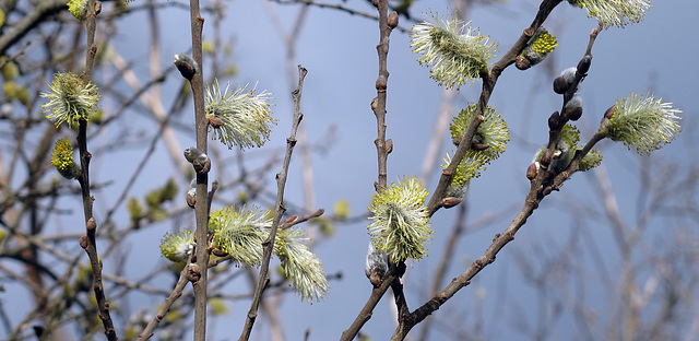 primavera