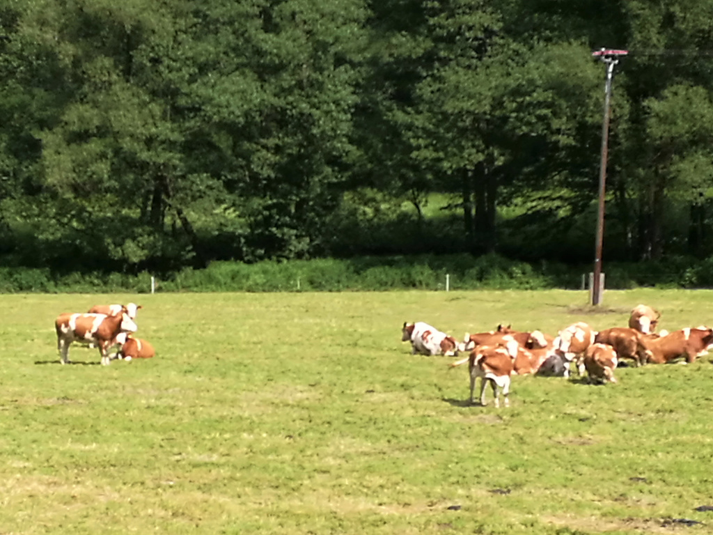 Thüringer Höhenfleckvieh - Mutttertierherde