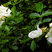 20200607 8141CPw [D~LIP] Rose, Bad Salzuflen