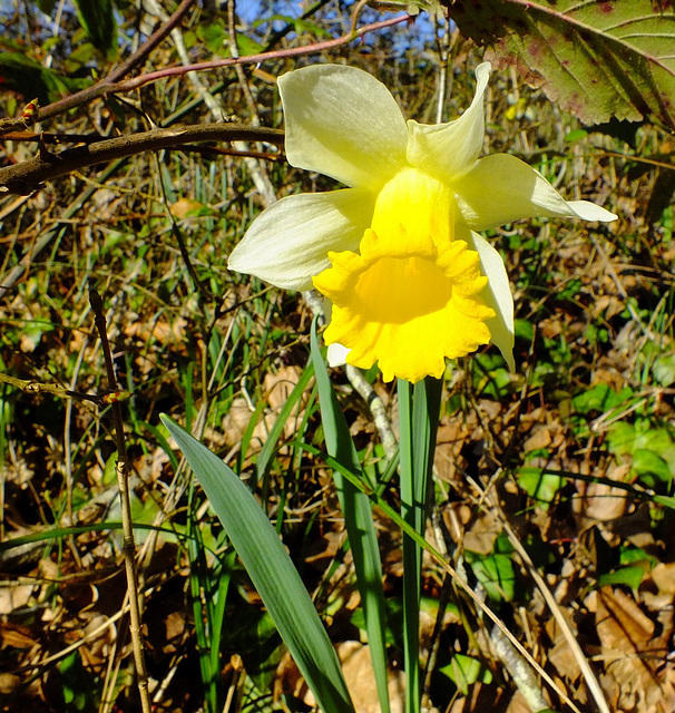 Jonquille dans la forêt