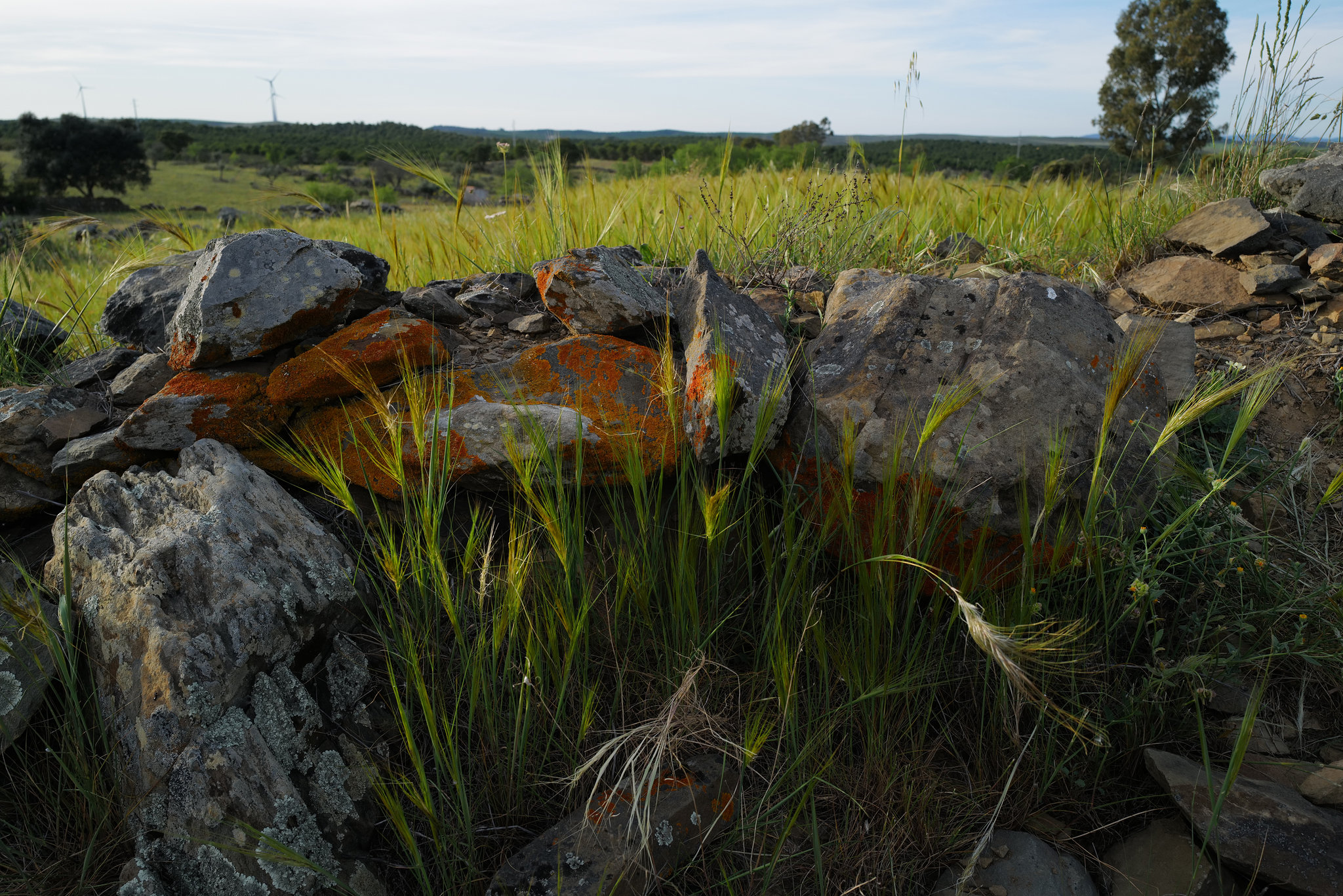 Hordeum jubatum dancing in the wind, Penedos