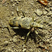 20230528 0247CPw [D~HF] Schwarzfleckiger Zangenbock (Rhagium mordax), Bismarckturm, Herford
