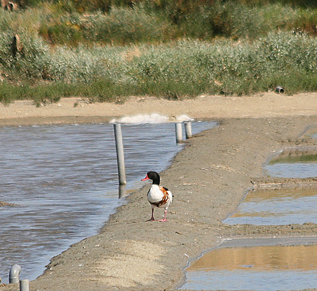 Canard "Tadorne de Belon" dans les marais salants de l'ile de Ré