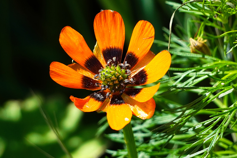 Ein seltenes Ackerwildkraut - A rare field weed