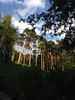 Forêt de Rambouillet.