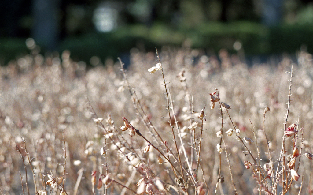 Dried plant