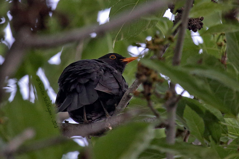 Amsel von unten