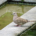 Day 7, Inca Dove / Columbina inca