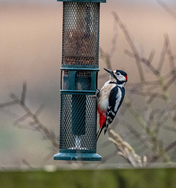 Woodpecker