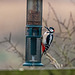 Woodpecker