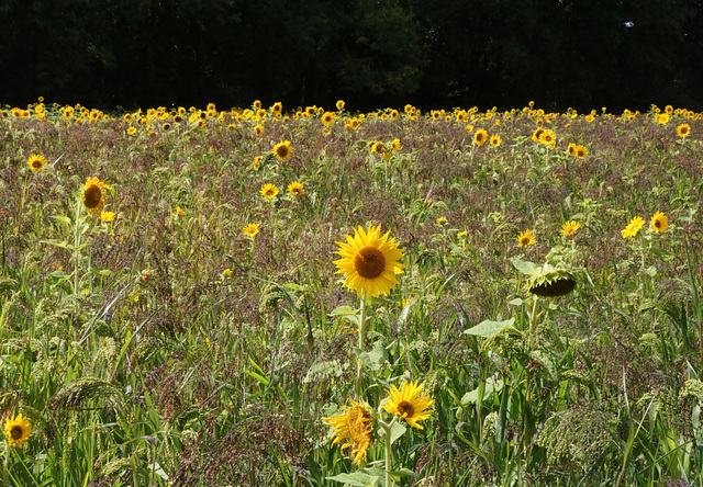 A field of sunflowers