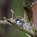 Coal tit