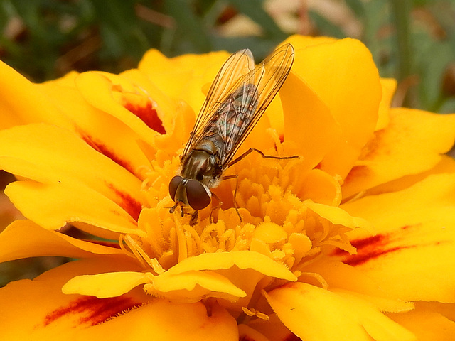 Tagetes mit Besuch