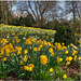 Warwickshire Daffodils