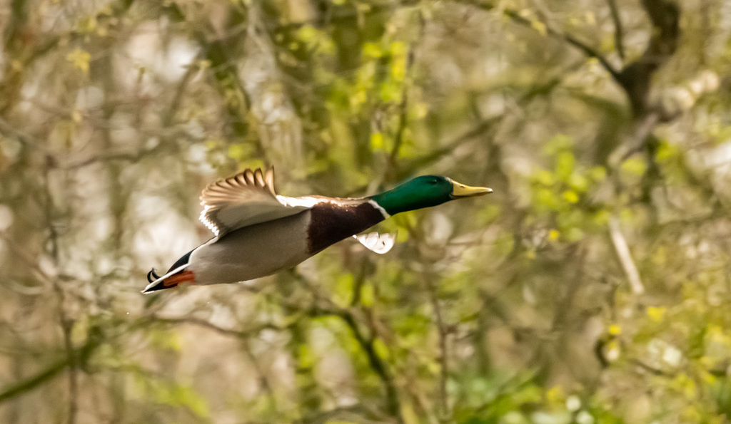 Mallard