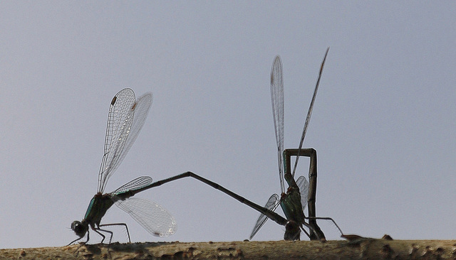 Relation anguleuse....très Leste. ;-)