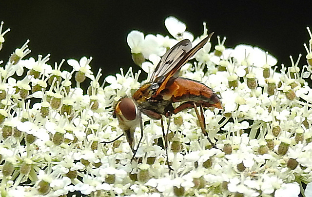 20210813 2414CPw [D~LIP] Breitflügelige Raupenfliege (Ectophasia crassipennis), Möhre (Daucus carota), Bad Salzuflen