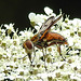 20210813 2414CPw [D~LIP] Breitflügelige Raupenfliege (Ectophasia crassipennis), Möhre (Daucus carota), Bad Salzuflen