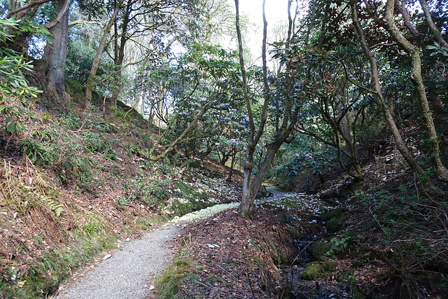 White Blossom On The Path