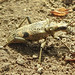 20230528 0248CPw [D~HF] Schwarzfleckiger Zangenbock (Rhagium mordax), Bismarckturm, Herford